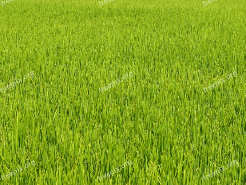 Vietnam Asia Rice Field Green