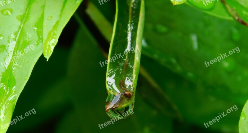 Drop Of Water After The Rain Close Up Raindrop Drip