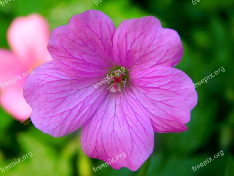 Violet Flower Purple Flower Pollen Close Up Blossom