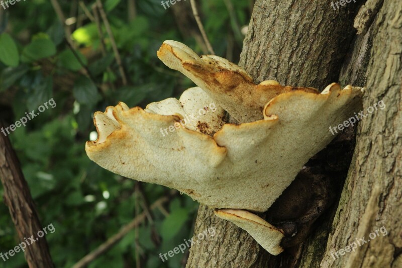 Mushroom Shelf Mushroom Nature Fungus Tree