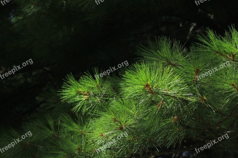 Pine Needles Nature Green Evergreen