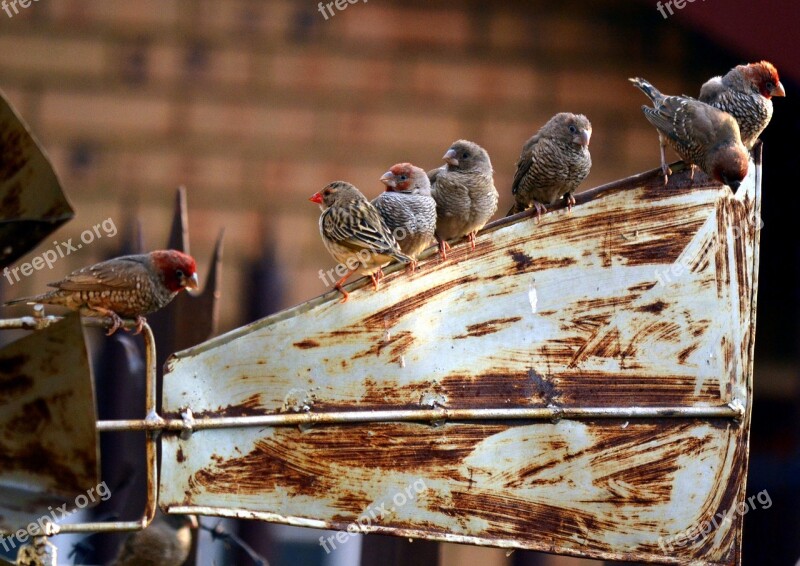 Resting Windmill Birds Sparrow Apple