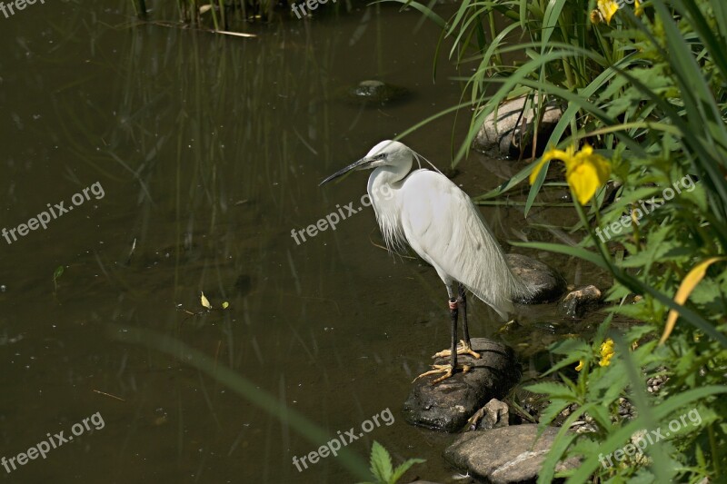 Heron Bird Animal Feather Water