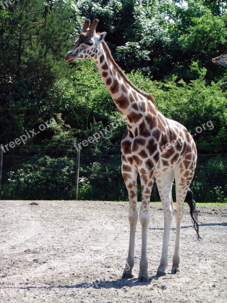 Giraffe Animal Zoo Neck Nature