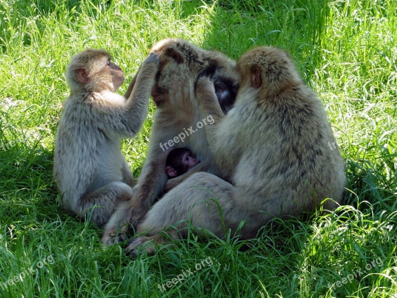 Barbary Ape Monkey Animal Zoo Safari