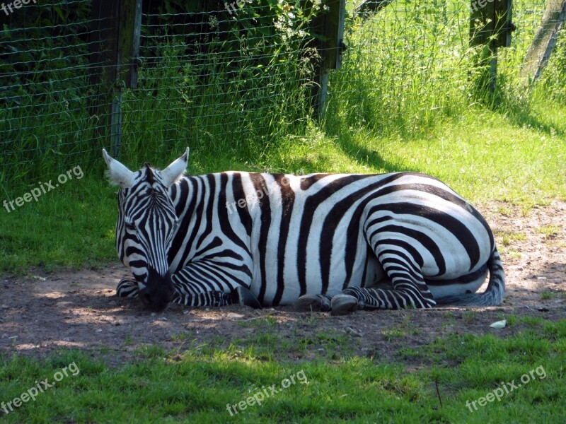 Zebra Animal Zoo Striped Safari