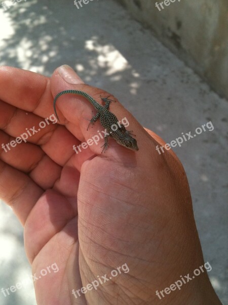 Lizard Hand Reptile Animal Holding