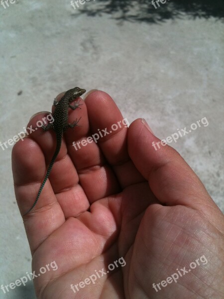 Lizard Hand Reptile Animal Holding