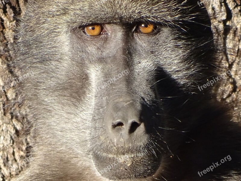 Monkey Grey Baboon Free Photos