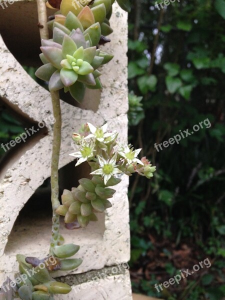 Succulents Plants Bricks Hanging Botanical