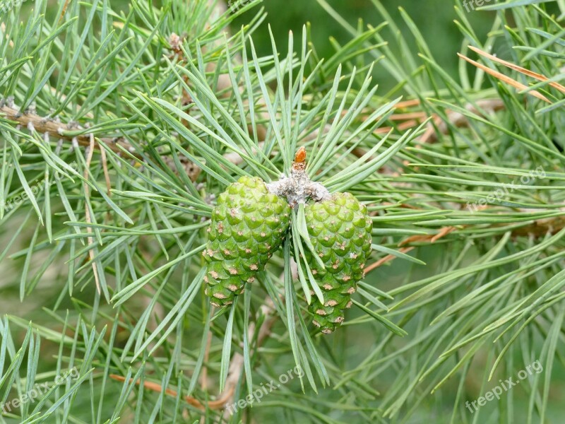 Softwood Pine Needles Pine Cones Green Fir Tree