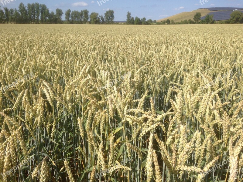 Field Wheat Cereals Grain Ripe