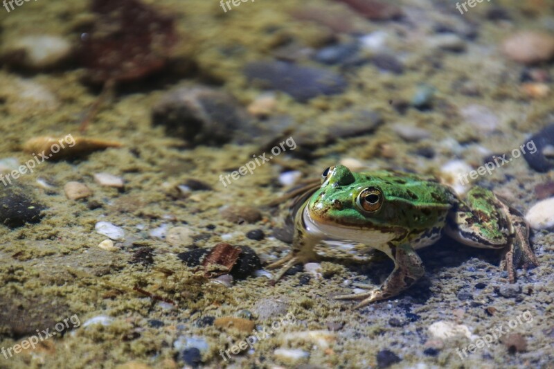 Frog Animal Toads Nature Water