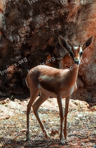 Gazelle Dorcas Nature Wild Wild Animal