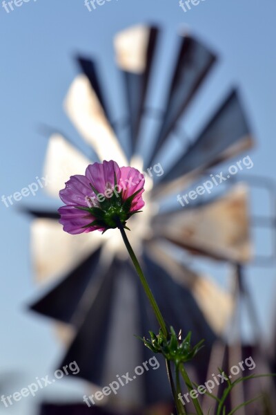 Cosmos Flower Farm Countryside Free Photos