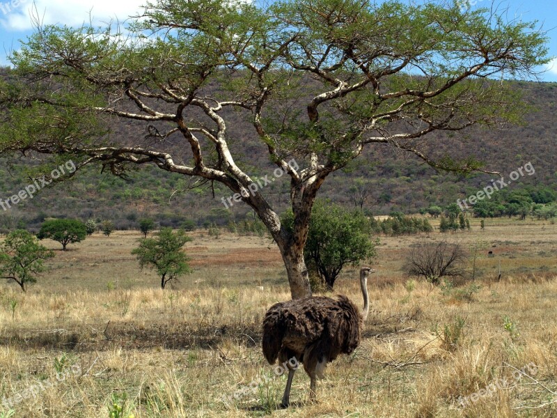 Emu Bird Mpumalanga South Africa Free Photos