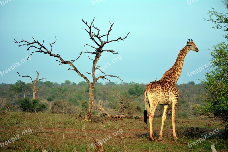 Kruger Park Africa Nature Free Photos