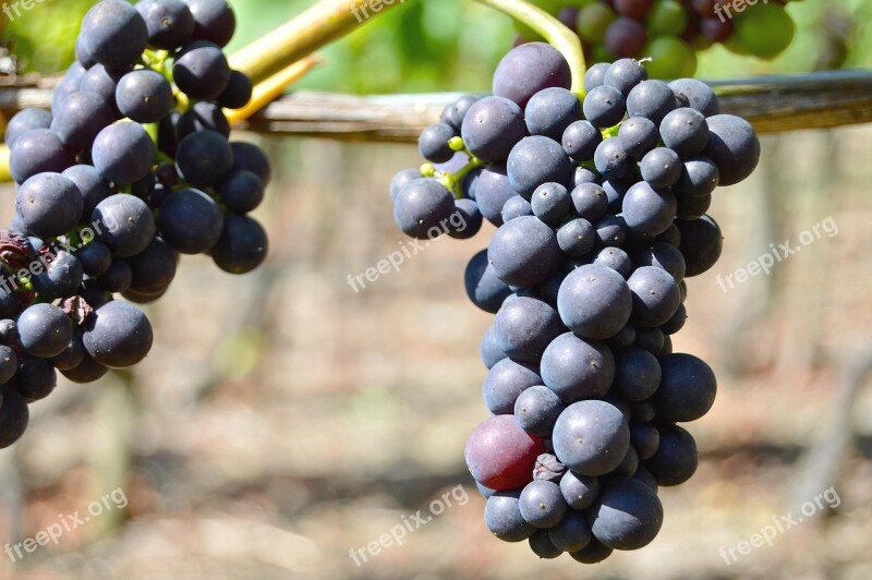 Rebstock Grapes Henkel Grape Close Up