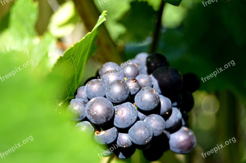 Rebstock Grapes Henkel Grape Close Up