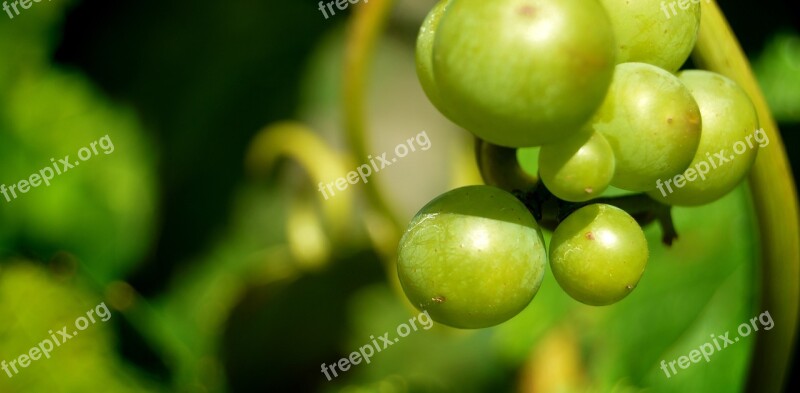 Grapes Detail Berries Henkel Grape