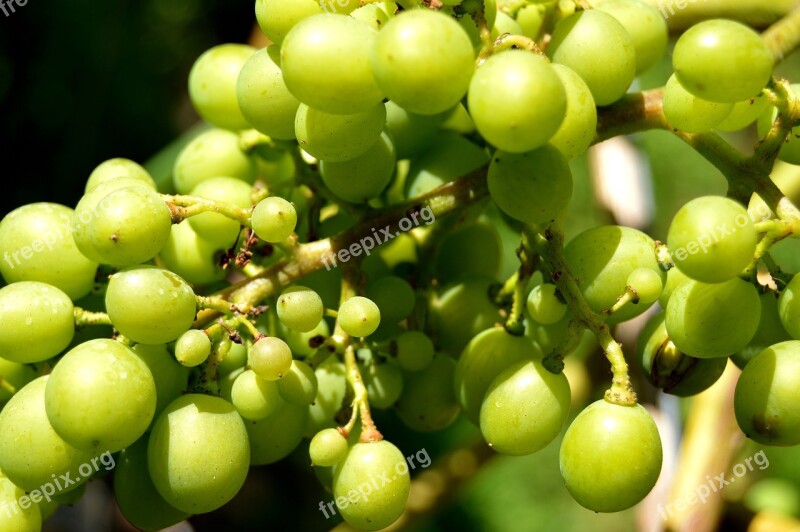 Grapes Henkel Grape Close Up Vine