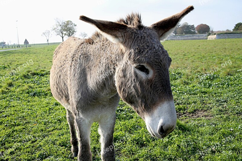 Donkey Mane Shoe Equine Paw