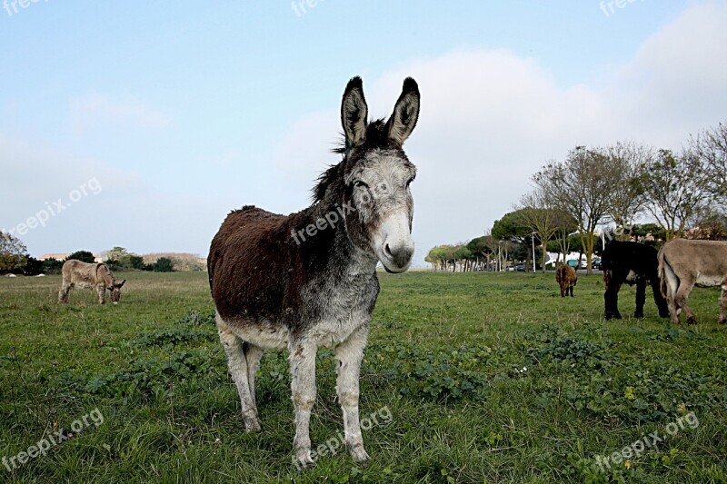 Donkey Shoe Mane Equine Animals