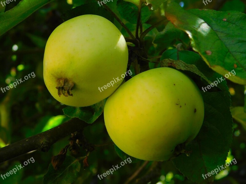 Apple Apples On Tree Fruit Vitamins Fruits