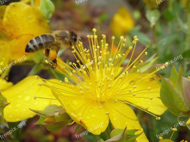 Bee Honey Flower Nectar Honey Bees