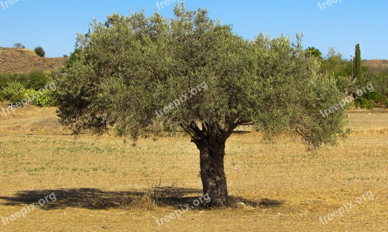 Olive Tree Countryside Olive Rural Landscape