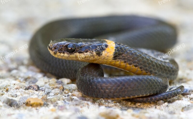 Ring-necked Snake Coiled Reptile Wildlife Non-venomous