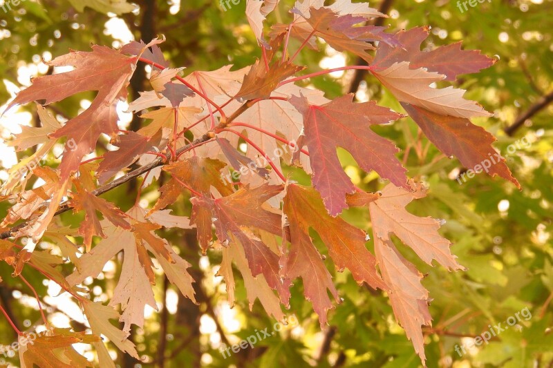 Leaves Colorful Leaves Fall Color Emerge Free Photos