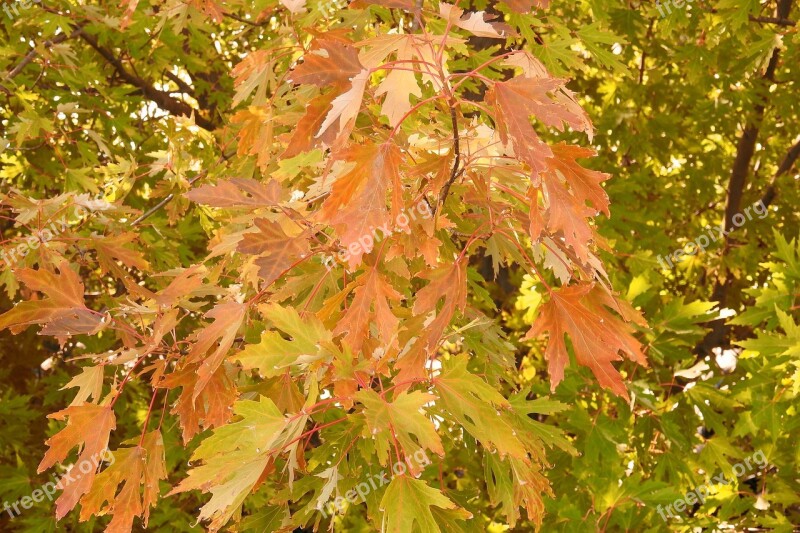 Leaves Colorful Leaves Fall Color Emerge Free Photos