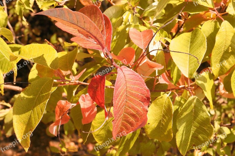 Leaves Colorful Leaves Fall Color Emerge Free Photos