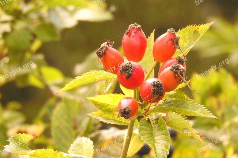 Rose Hip Red Wild Rose Autumn Fruits Free Photos