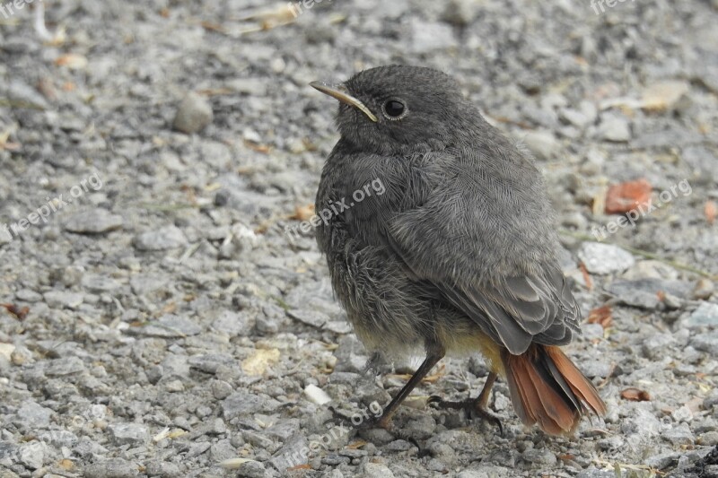 Rotschwaenzchen Bird Young Bird Plumage Young Animal