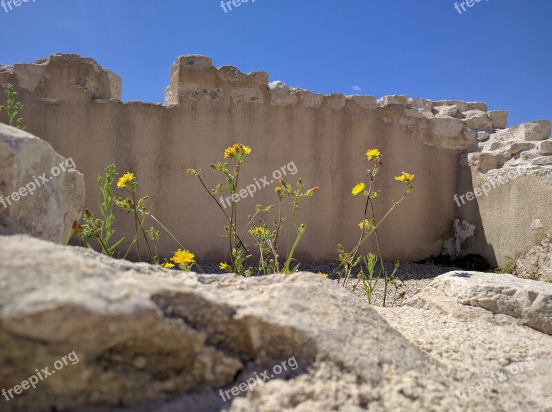 Flowers Flower Nature Wall Stones