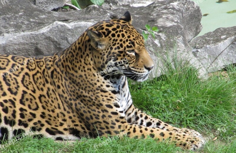 Jaguar Big Cat Carnivore Feline Resting