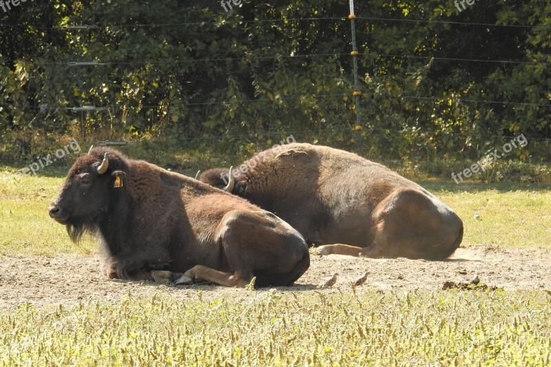 Bison Wild American Buffalo Wild Cattle Deer Park