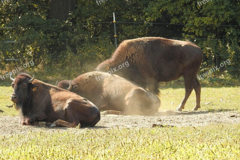 Bison Wild American Buffalo Wild Cattle Deer Park