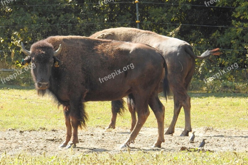 Bison Wild American Buffalo Wild Cattle Deer Park