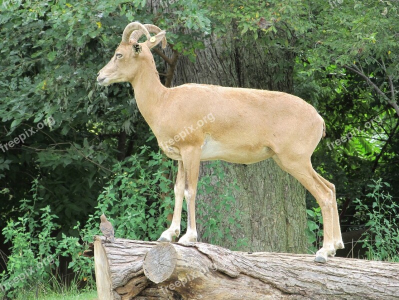 Transcaspian Urial Portrait Wildlife Standing Wild Sheep