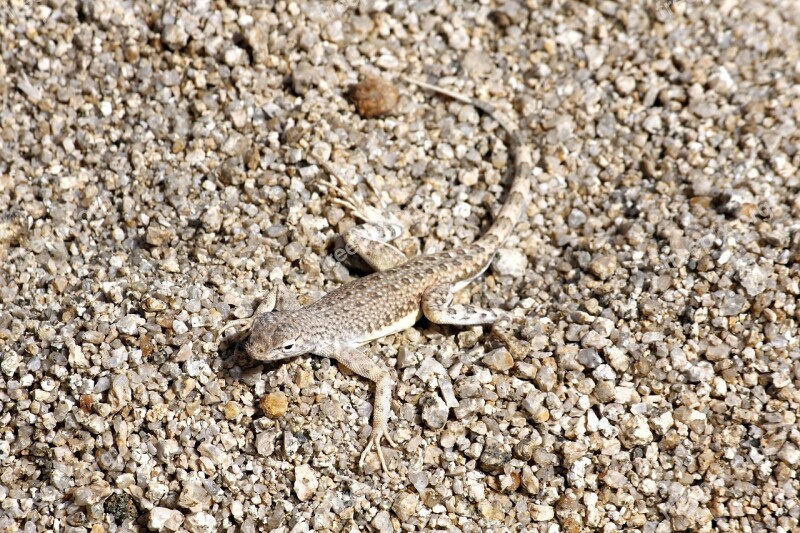 Zebra Tailed Lizard Long Tail Reptile Wildlife Nature