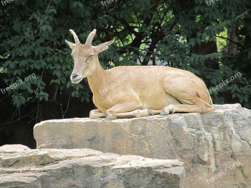 Transcaspian Urial Portrait Wildlife Resting Rock