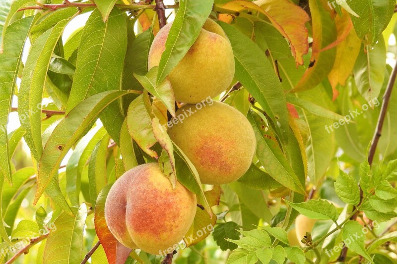 Peaches Peach Tree Branch Fruits Fruit