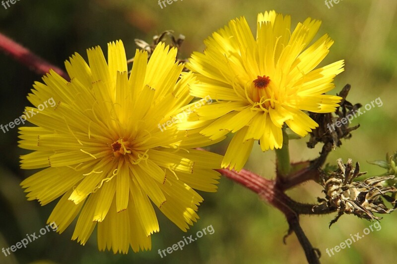 Blossom Bloom Yellow Pointed Flower Yellow Flowers