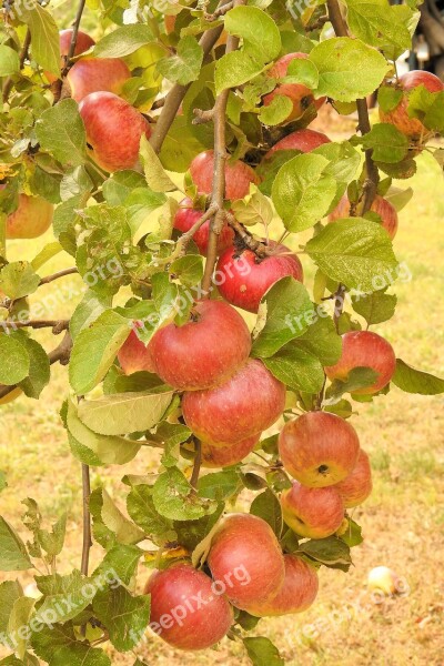 Apple Apple Tree Branch Ripe Kernobstgewaechs