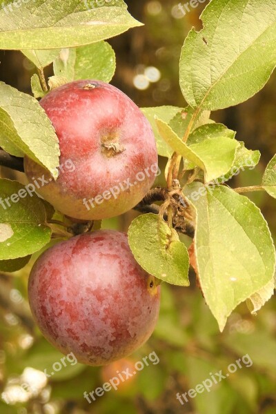 Apple Apple Tree Branch Fruits Ripe