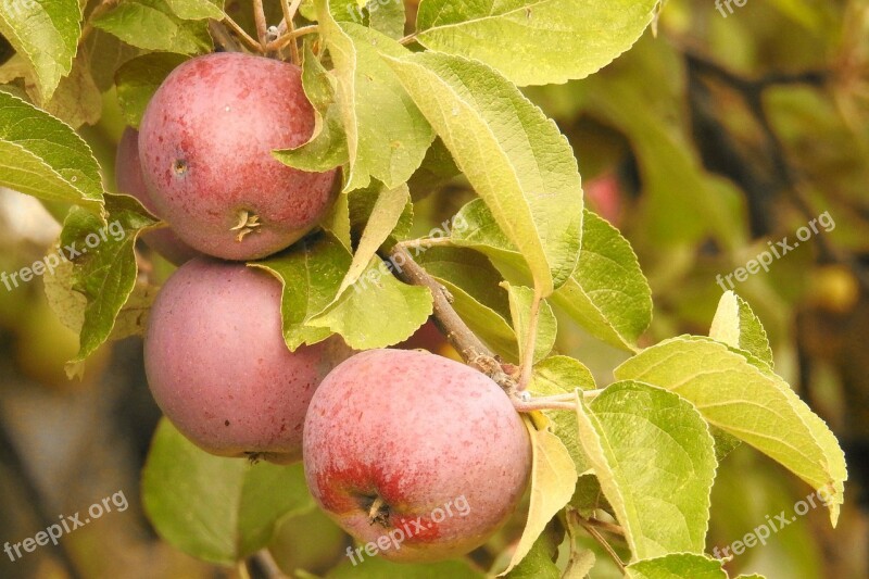 Apple Apple Tree Branch Fruits Ripe