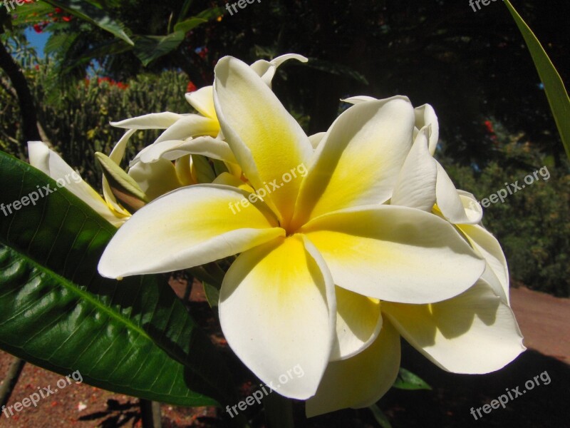 Blossom Bloom Yellow Yellow Flowers Plant